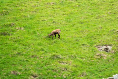 Steinbock veya Parc de Merlet Mont Blanc, Les Houches, Haute-Savoie, Fransa karşı Pointe de Lapaz dağda bouquetin olarak da bilinir alp dağ keçisi (Capra ibex),