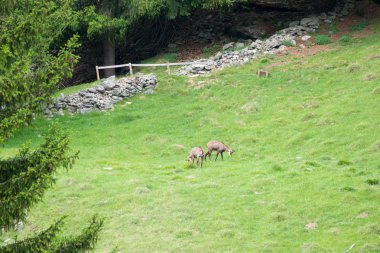 Steinbock veya Parc de Merlet Mont Blanc, Les Houches, Haute-Savoie, Fransa karşı Pointe de Lapaz dağda bouquetin olarak da bilinir alp dağ keçisi (Capra ibex),
