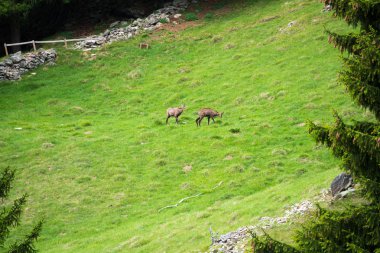 Steinbock veya Parc de Merlet Mont Blanc, Les Houches, Haute-Savoie, Fransa karşı Pointe de Lapaz dağda bouquetin olarak da bilinir alp dağ keçisi (Capra ibex),