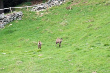 Steinbock veya Parc de Merlet Mont Blanc, Les Houches, Haute-Savoie, Fransa karşı Pointe de Lapaz dağda bouquetin olarak da bilinir alp dağ keçisi (Capra ibex),