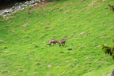 Steinbock veya Parc de Merlet Mont Blanc, Les Houches, Haute-Savoie, Fransa karşı Pointe de Lapaz dağda bouquetin olarak da bilinir alp dağ keçisi (Capra ibex),