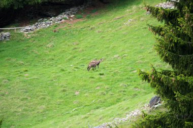 Steinbock veya Parc de Merlet Mont Blanc, Les Houches, Haute-Savoie, Fransa karşı Pointe de Lapaz dağda bouquetin olarak da bilinir alp dağ keçisi (Capra ibex),
