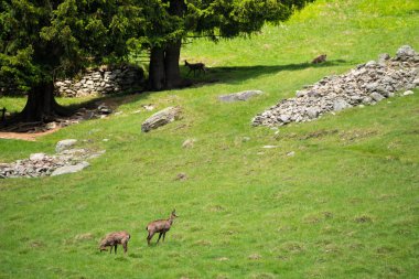 Steinbock veya Parc de Merlet Mont Blanc, Les Houches, Haute-Savoie, Fransa karşı Pointe de Lapaz dağda bouquetin olarak da bilinir alp dağ keçisi (Capra ibex),