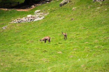Steinbock veya Parc de Merlet Mont Blanc, Les Houches, Haute-Savoie, Fransa karşı Pointe de Lapaz dağda bouquetin olarak da bilinir alp dağ keçisi (Capra ibex),