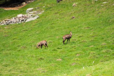Steinbock veya Parc de Merlet Mont Blanc, Les Houches, Haute-Savoie, Fransa karşı Pointe de Lapaz dağda bouquetin olarak da bilinir alp dağ keçisi (Capra ibex),