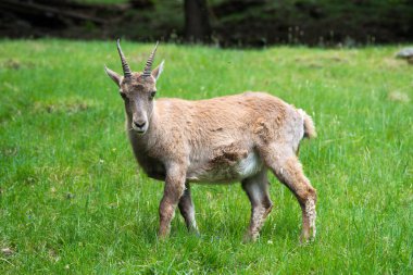 The Alpine ibex (Capra ibex), also known as the steinbock or bouquetin in Parc de Merlet on Pointe de Lapaz mountain against Mont Blanc, Les Houches, Haute-Savoie, France clipart