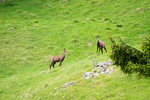 Bouquetin Alpin Capra Ibex Également Connu Sous Nom Steinbock Bouquetin — Photo