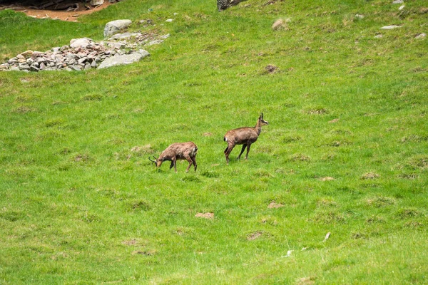 Alpine Steenbok Capra Ibex Ook Bekend Als Steinbock Bouquetin Parc — Stockfoto