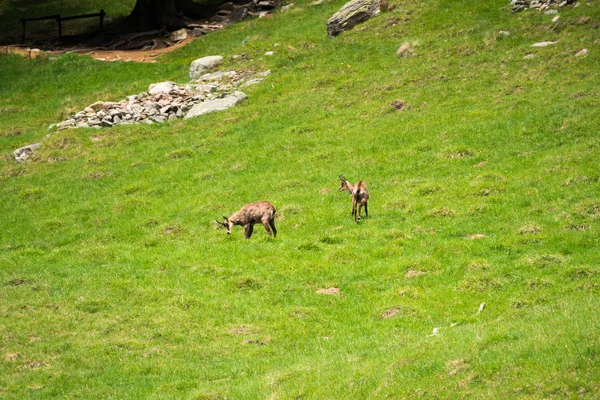 Steinbock veya Parc de Merlet Mont Blanc, Les Houches, Haute-Savoie, Fransa karşı Pointe de Lapaz dağda bouquetin olarak da bilinir alp dağ keçisi (Capra ibex),
