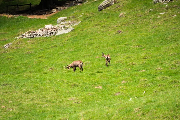 Alpine Steenbok Capra Ibex Ook Bekend Als Steinbock Bouquetin Parc — Stockfoto