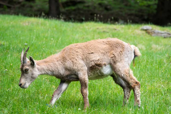 Alpine Steenbok Capra Ibex Ook Bekend Als Steinbock Bouquetin Parc — Stockfoto