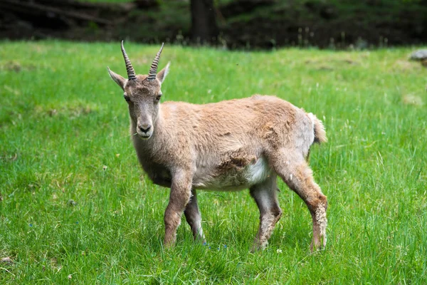 Steinbock veya Parc de Merlet Mont Blanc, Les Houches, Haute-Savoie, Fransa karşı Pointe de Lapaz dağda bouquetin olarak da bilinir alp dağ keçisi (Capra ibex),