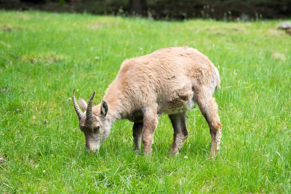 Alpine Steenbok Capra Ibex Ook Bekend Als Steinbock Bouquetin Parc — Stockfoto