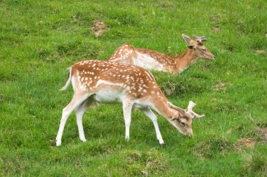 Benekli geyik veya Parc de Merlet Mont Blanc, Les Houches, Haute-Savoie, Fransa karşı Pointe de Lapaz dağda Japon geyik olarak da bilinir sika geyiği (Cervus nippon)