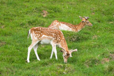 Benekli geyik veya Parc de Merlet Mont Blanc, Les Houches, Haute-Savoie, Fransa karşı Pointe de Lapaz dağda Japon geyik olarak da bilinir sika geyiği (Cervus nippon)