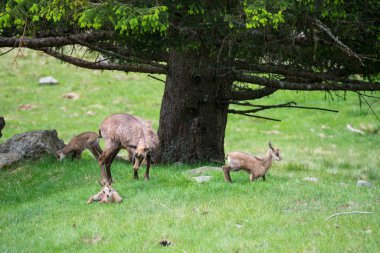 Benekli geyik veya Parc de Merlet Mont Blanc, Les Houches, Haute-Savoie, Fransa karşı Pointe de Lapaz dağda Japon geyik olarak da bilinir sika geyiği (Cervus nippon)