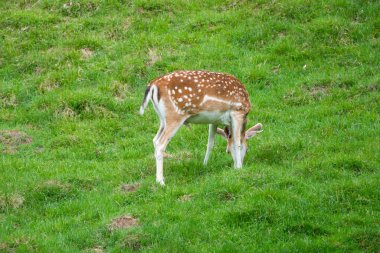 Benekli geyik veya Parc de Merlet Mont Blanc, Les Houches, Haute-Savoie, Fransa karşı Pointe de Lapaz dağda Japon geyik olarak da bilinir sika geyiği (Cervus nippon)