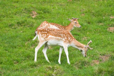 Benekli geyik veya Parc de Merlet Mont Blanc, Les Houches, Haute-Savoie, Fransa karşı Pointe de Lapaz dağda Japon geyik olarak da bilinir sika geyiği (Cervus nippon)