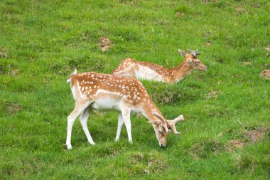 Benekli geyik veya Parc de Merlet Mont Blanc, Les Houches, Haute-Savoie, Fransa karşı Pointe de Lapaz dağda Japon geyik olarak da bilinir sika geyiği (Cervus nippon)