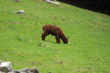 Lama (Lama glama) Pointe de Lapaz Dağı 'ndaki Parc de Merlet' te Mont Blanc, Les Houches, Haute-Savoie, Fransa 'ya karşı
