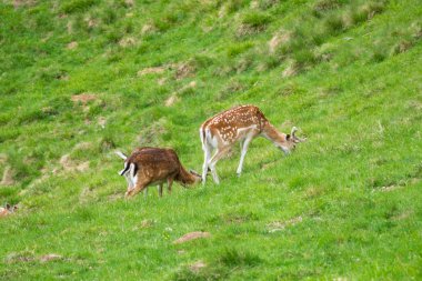 Benekli geyik veya Parc de Merlet Mont Blanc, Les Houches, Haute-Savoie, Fransa karşı Pointe de Lapaz dağda Japon geyik olarak da bilinir sika geyiği (Cervus nippon)