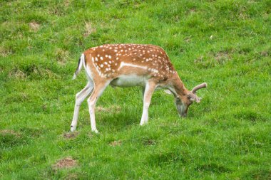 Benekli geyik veya Parc de Merlet Mont Blanc, Les Houches, Haute-Savoie, Fransa karşı Pointe de Lapaz dağda Japon geyik olarak da bilinir sika geyiği (Cervus nippon)