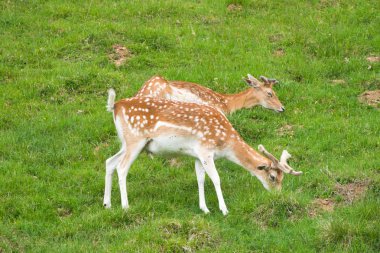 Benekli geyik veya Parc de Merlet Mont Blanc, Les Houches, Haute-Savoie, Fransa karşı Pointe de Lapaz dağda Japon geyik olarak da bilinir sika geyiği (Cervus nippon)