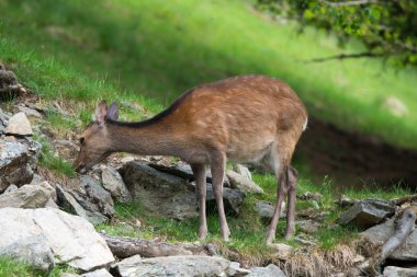 Benekli geyik veya Parc de Merlet Mont Blanc, Les Houches, Haute-Savoie, Fransa karşı Pointe de Lapaz dağda Japon geyik olarak da bilinir sika geyiği (Cervus nippon)