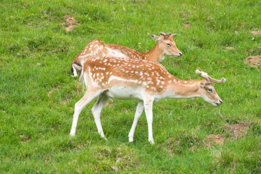 Benekli geyik veya Parc de Merlet Mont Blanc, Les Houches, Haute-Savoie, Fransa karşı Pointe de Lapaz dağda Japon geyik olarak da bilinir sika geyiği (Cervus nippon)