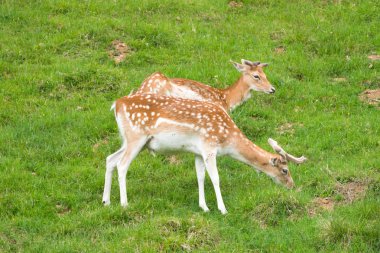 Benekli geyik veya Parc de Merlet Mont Blanc, Les Houches, Haute-Savoie, Fransa karşı Pointe de Lapaz dağda Japon geyik olarak da bilinir sika geyiği (Cervus nippon)