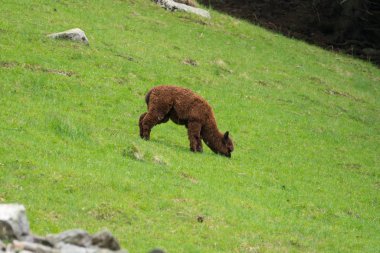 Lama (Lama glama) Pointe de Lapaz Dağı 'ndaki Parc de Merlet' te Mont Blanc, Les Houches, Haute-Savoie, Fransa 'ya karşı