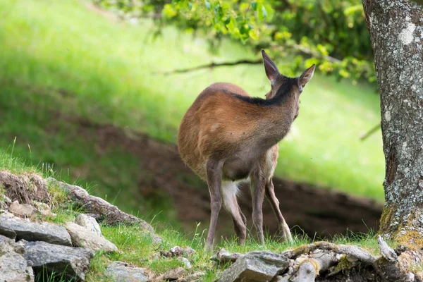 Jelenie Sika Cervus Nippon Znany Również Jako Spotted Deer Lub — Zdjęcie stockowe