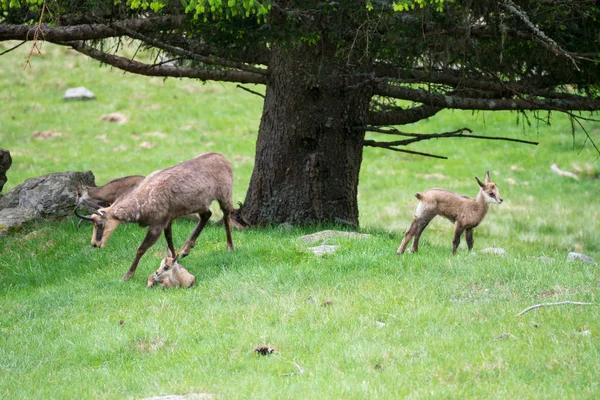 The sika deer (Cervus nippon) also known as the spotted deer or the Japanese deer in Parc de Merlet on Pointe de Lapaz mountain against Mont Blanc, Les Houches, Haute-Savoie, France