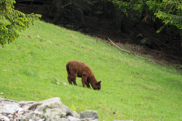 Lama Lama Glama Dans Parc Merlet Sur Montagne Pointe Lapaz — Photo