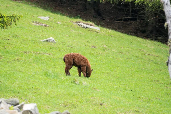 Lama (Lama glama) Pointe de Lapaz Dağı 'ndaki Parc de Merlet' te Mont Blanc, Les Houches, Haute-Savoie, Fransa 'ya karşı