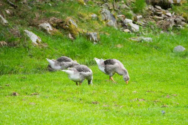 Greylag Geese Anser Anser Parc Merlet Pointe Lapaz Mountain Mont — Stock Photo, Image