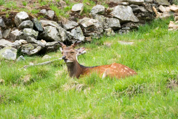 Der Sika Hirsch Cervus Nippon Auch Bekannt Als Gefleckter Hirsch — Stockfoto