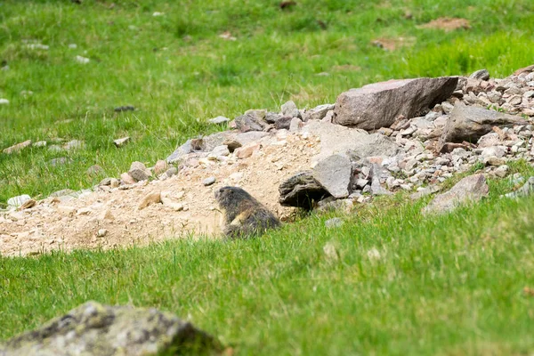 Альпийский Сурок Marmota Marmota Парке Мерле Горе Пуэнт Лапас Против — стоковое фото