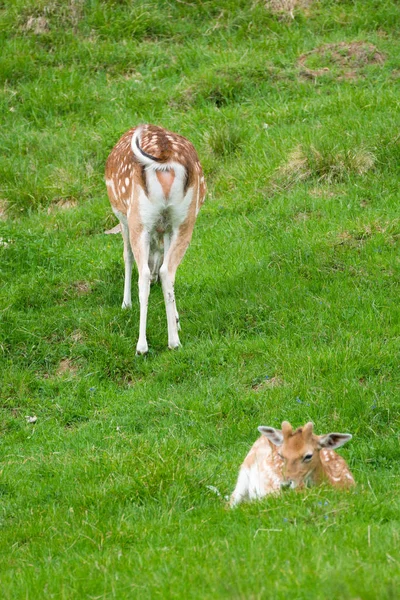 Jelenie Sika Cervus Nippon Znany Również Jako Spotted Deer Lub — Zdjęcie stockowe