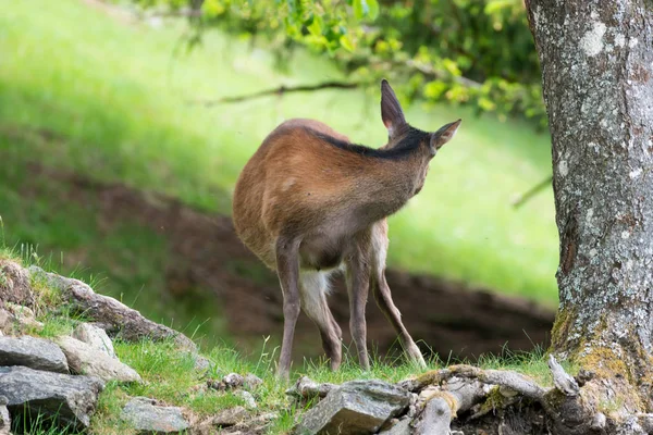 Jelenie Sika Cervus Nippon Znany Również Jako Spotted Deer Lub — Zdjęcie stockowe