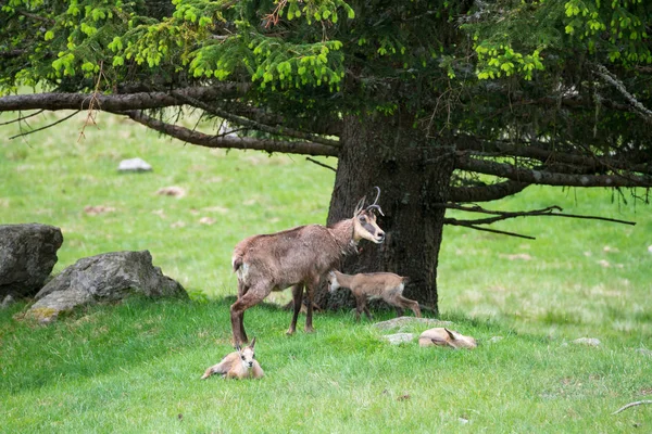 斑点を付けられたシカ ポワント ラパス山のモンブラン ズッシュ フランス オート サヴォワ県のメルレの日本鹿とも呼ばれるニホンジカ Cervus Nippon — ストック写真