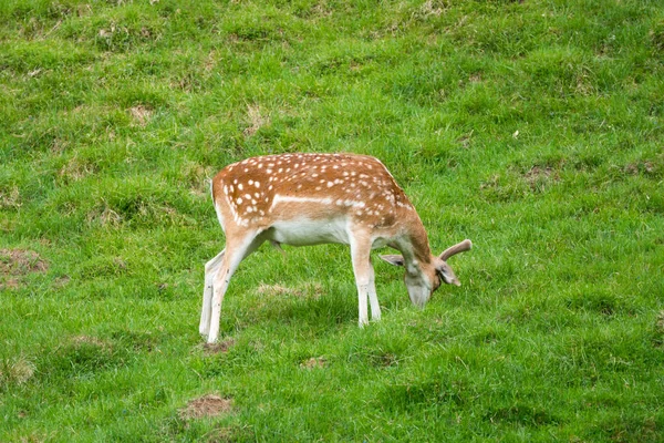 Der Sika Hirsch Cervus Nippon Auch Bekannt Als Gefleckter Hirsch — Stockfoto