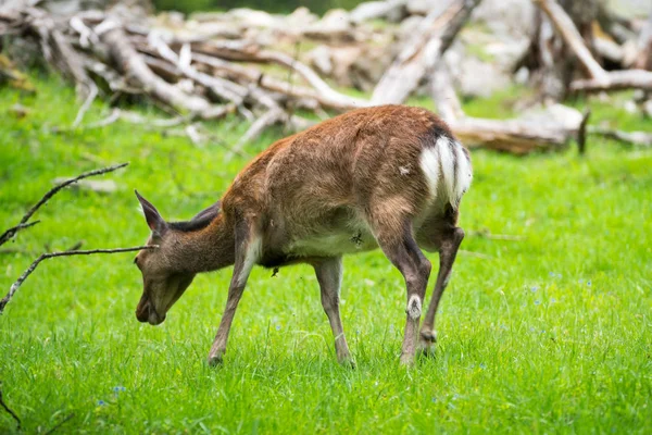 Jelen Sika Cervus Nippon Také Známý Jako Skvrnitý Jelen Nebo — Stock fotografie