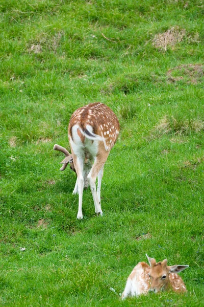 Jelenie Sika Cervus Nippon Znany Również Jako Spotted Deer Lub — Zdjęcie stockowe