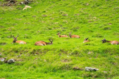 Benekli geyik veya Parc de Merlet Mont Blanc, Les Houches, Haute-Savoie, Fransa karşı Pointe de Lapaz dağda Japon geyik olarak da bilinir sika geyiği (Cervus nippon)