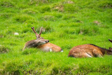 Benekli geyik veya Parc de Merlet Mont Blanc, Les Houches, Haute-Savoie, Fransa karşı Pointe de Lapaz dağda Japon geyik olarak da bilinir sika geyiği (Cervus nippon)