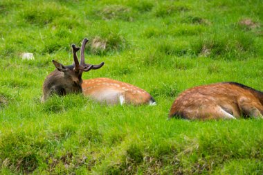 Benekli geyik veya Parc de Merlet Mont Blanc, Les Houches, Haute-Savoie, Fransa karşı Pointe de Lapaz dağda Japon geyik olarak da bilinir sika geyiği (Cervus nippon)