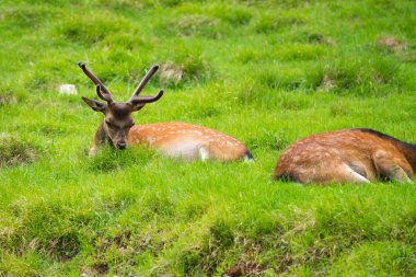 Benekli geyik veya Parc de Merlet Mont Blanc, Les Houches, Haute-Savoie, Fransa karşı Pointe de Lapaz dağda Japon geyik olarak da bilinir sika geyiği (Cervus nippon)