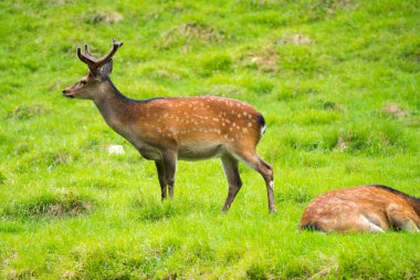 Benekli geyik veya Parc de Merlet Mont Blanc, Les Houches, Haute-Savoie, Fransa karşı Pointe de Lapaz dağda Japon geyik olarak da bilinir sika geyiği (Cervus nippon)