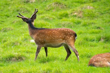 Benekli geyik veya Parc de Merlet Mont Blanc, Les Houches, Haute-Savoie, Fransa karşı Pointe de Lapaz dağda Japon geyik olarak da bilinir sika geyiği (Cervus nippon)